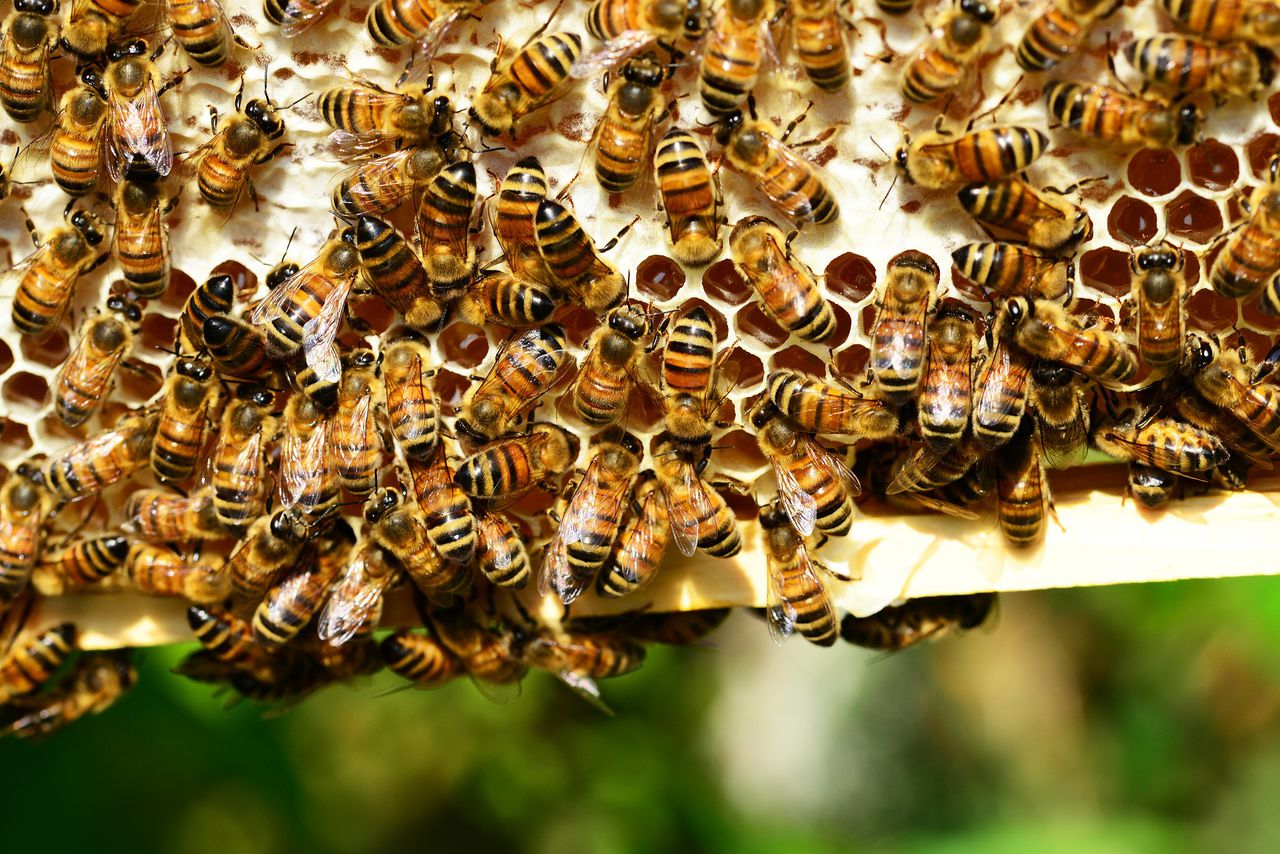 honey-bees-401238_1920.jpg