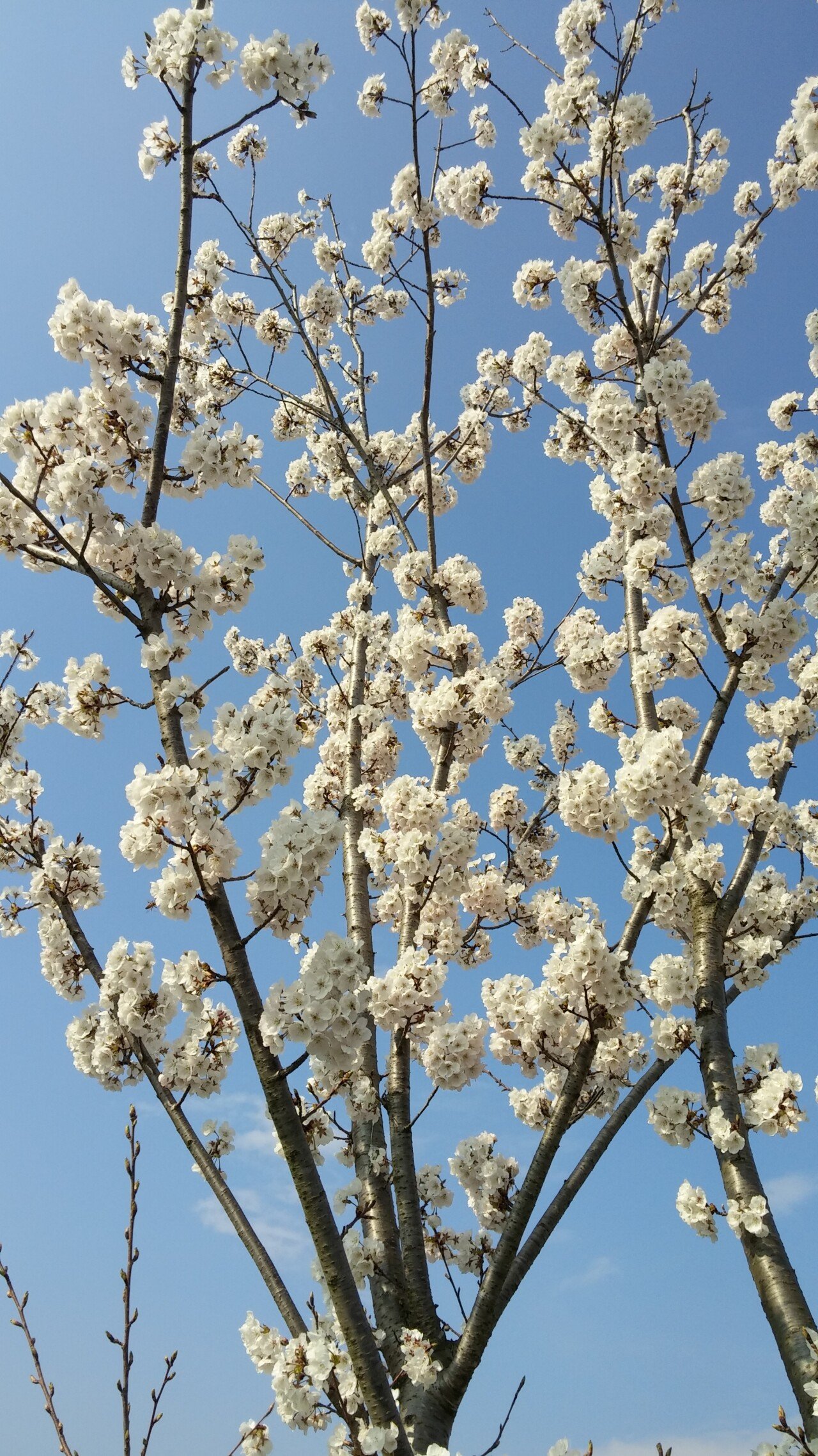 20160326_152955_HDR.jpg 5년 전 나 혼자 자전거 국토종주 여행기(인천~부산) 3편