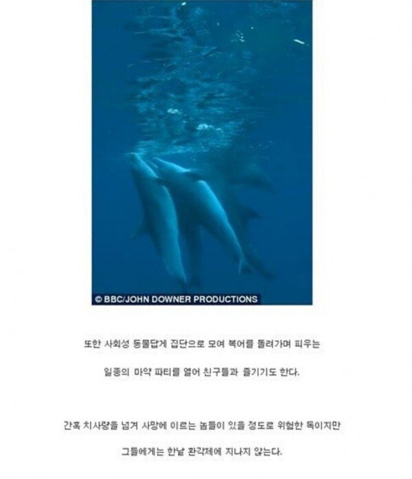 17467DC9-823E-4C57-B47D-09E990842909.jpeg 지구가 허락한 돌고래의 마약 JPG