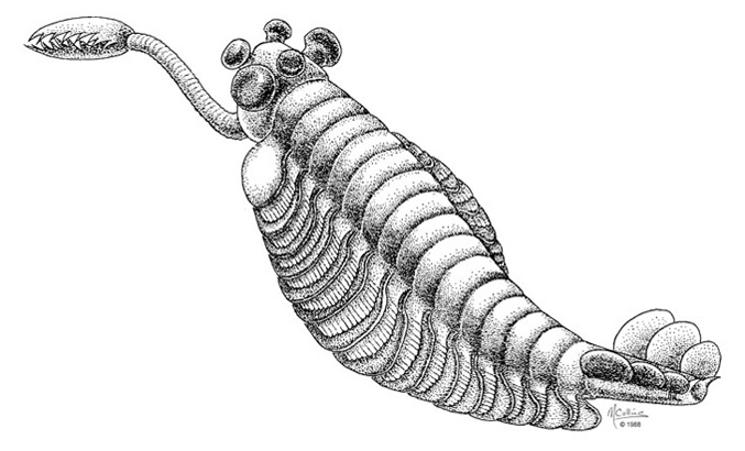 약혐?) 진화의 실험장이었다고 불리는 캄브리아기의 이상한 생물들