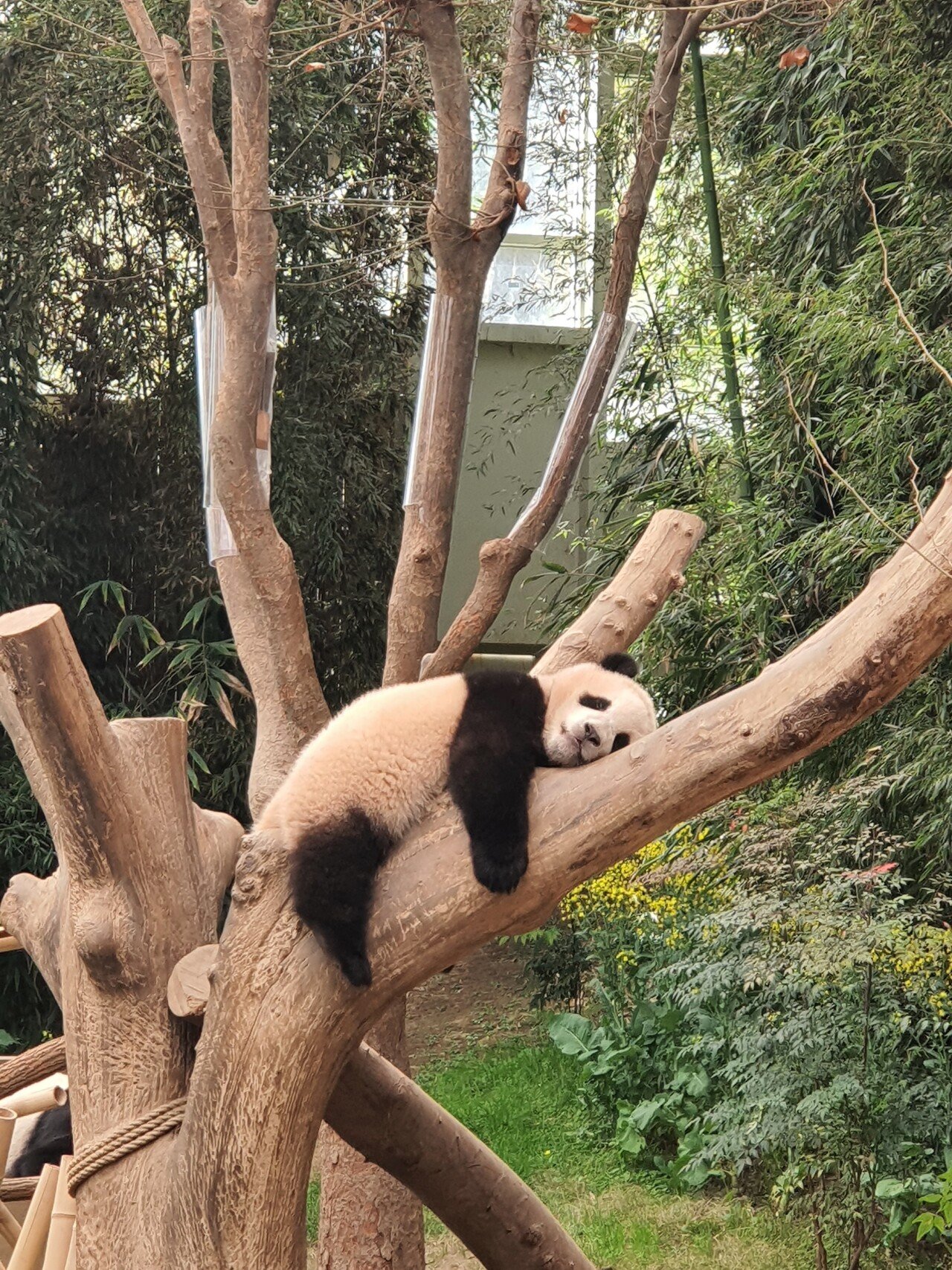 20210319_133959.jpg 오랜만에 용인 에버랜드에 다녀온 후기