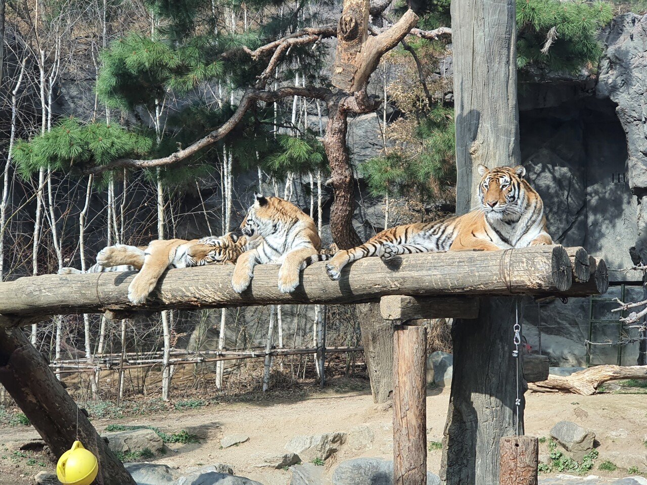 20210319_151755.jpg 오랜만에 용인 에버랜드에 다녀온 후기