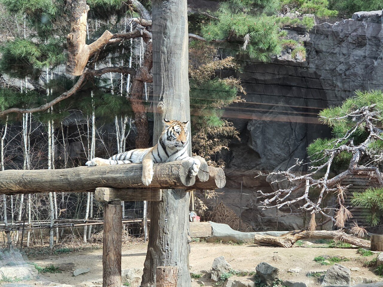 20210319_111021.jpg 오랜만에 용인 에버랜드에 다녀온 후기