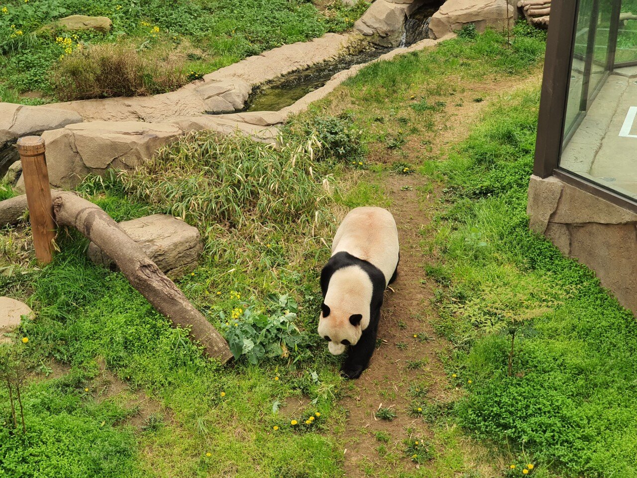 20210319_105729.jpg 오랜만에 용인 에버랜드에 다녀온 후기