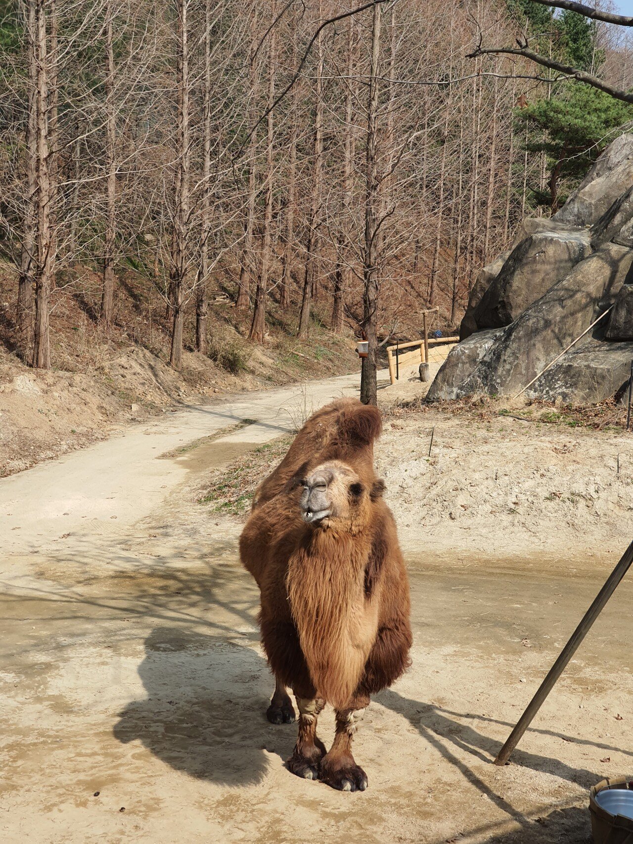 20210319_145432.jpg 오랜만에 용인 에버랜드에 다녀온 후기