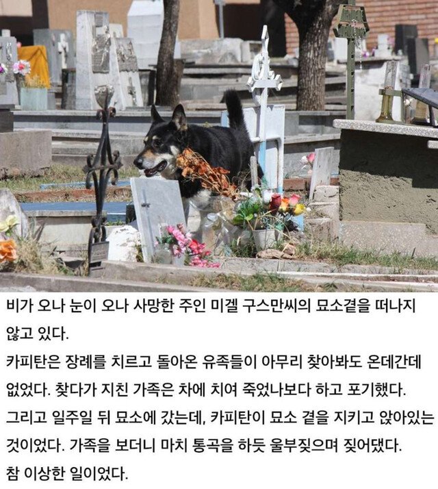 6년간 묘소를 지킨 충견