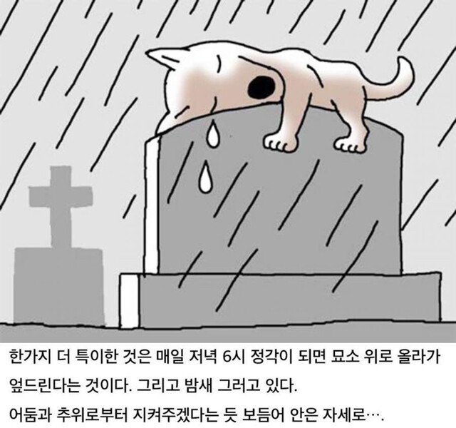 6년간 묘소를 지킨 충견