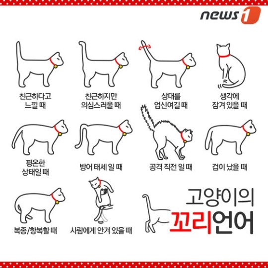 고양이 언어2.jpg