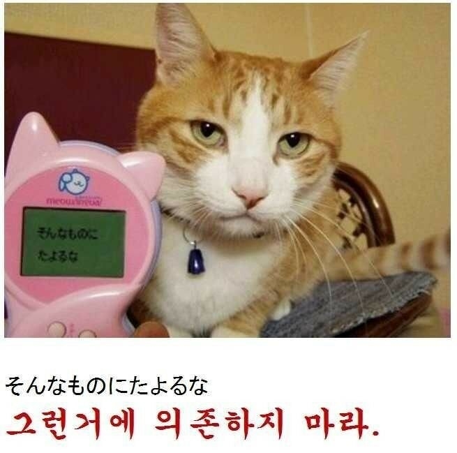 고양이 언어3.jpeg