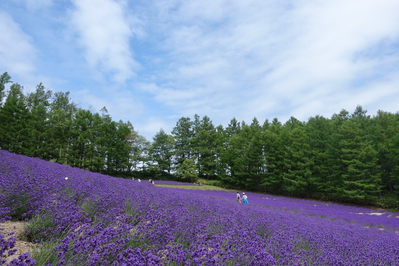 DSC01018.JPG 네번의 홋카이도 여행 후기(세번째~네번째)