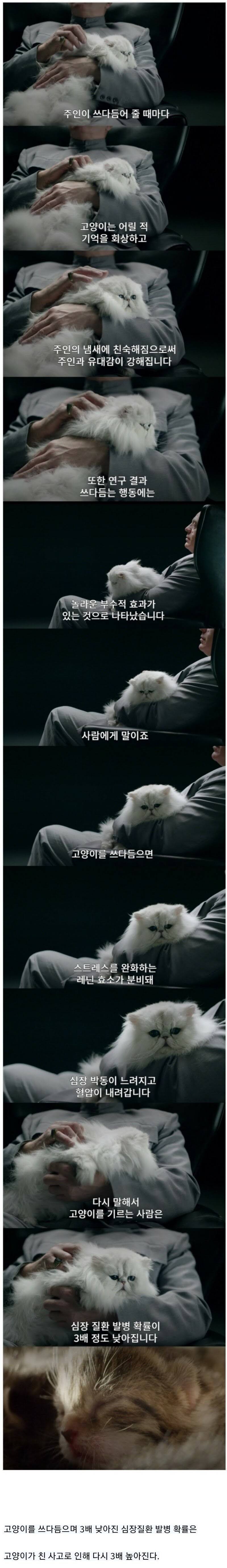 고양이.jpg