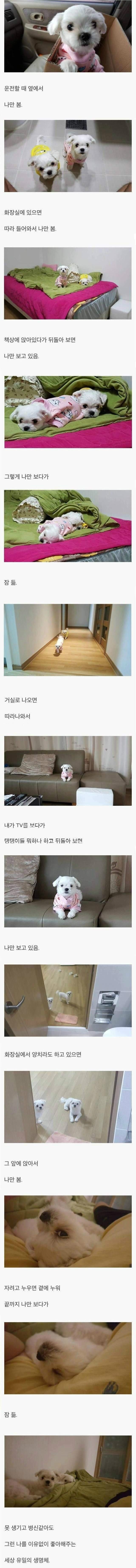 개를_키우는_이유.jpg