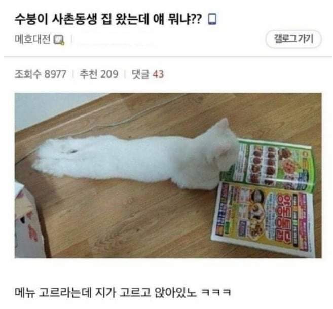 고양이.jpg