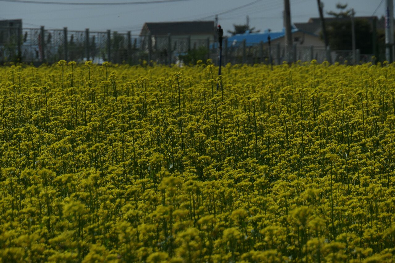 L1001301.jpg (스압) 초여름 포천, 철원 유랑기