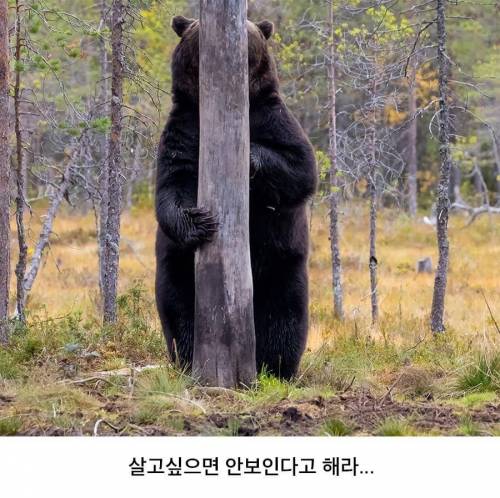 동물들의 은신법.jpeg