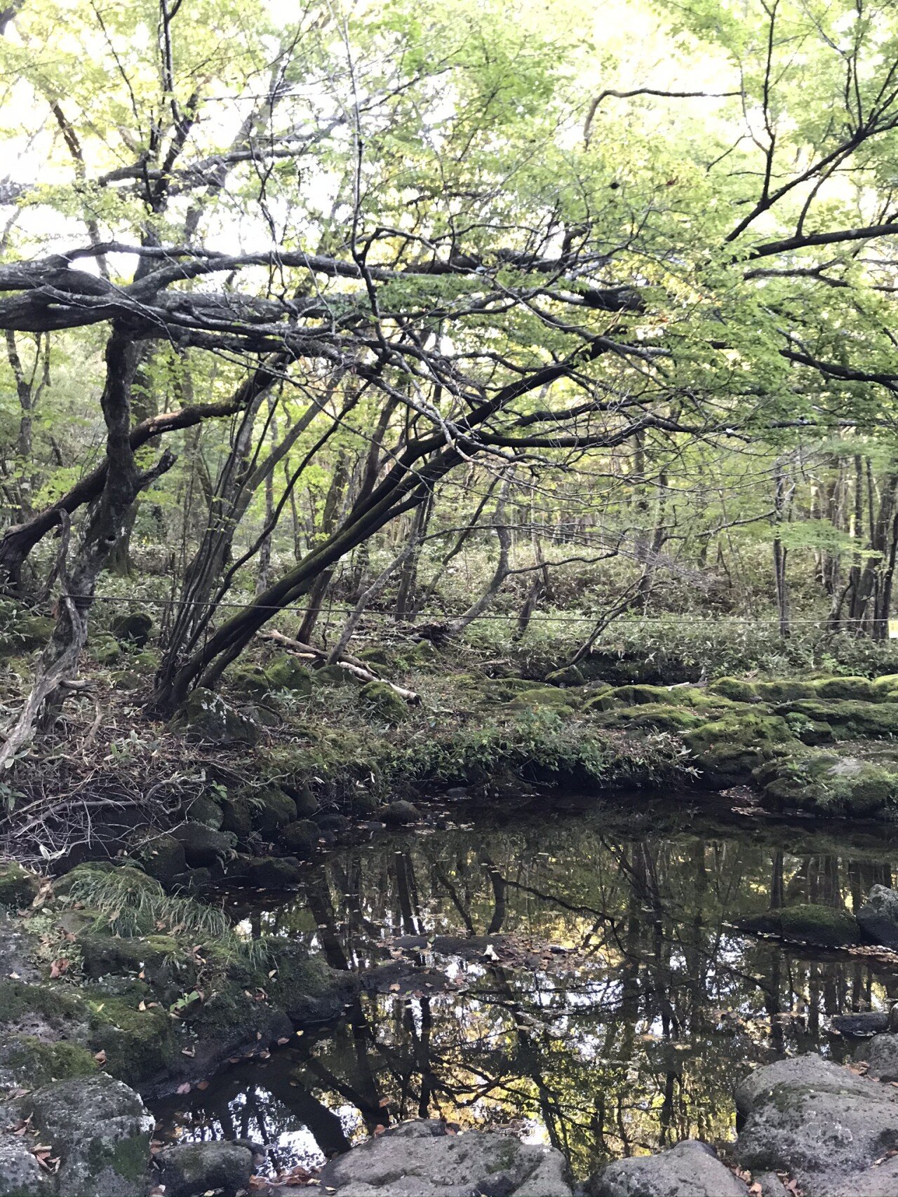 관음사코스초입(0743).jpeg (개스압)10월 초 한라산 등반후기