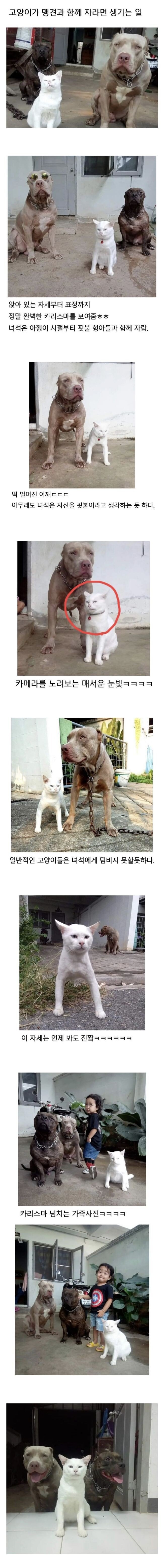 맹견과 자라는 고양이.jpeg