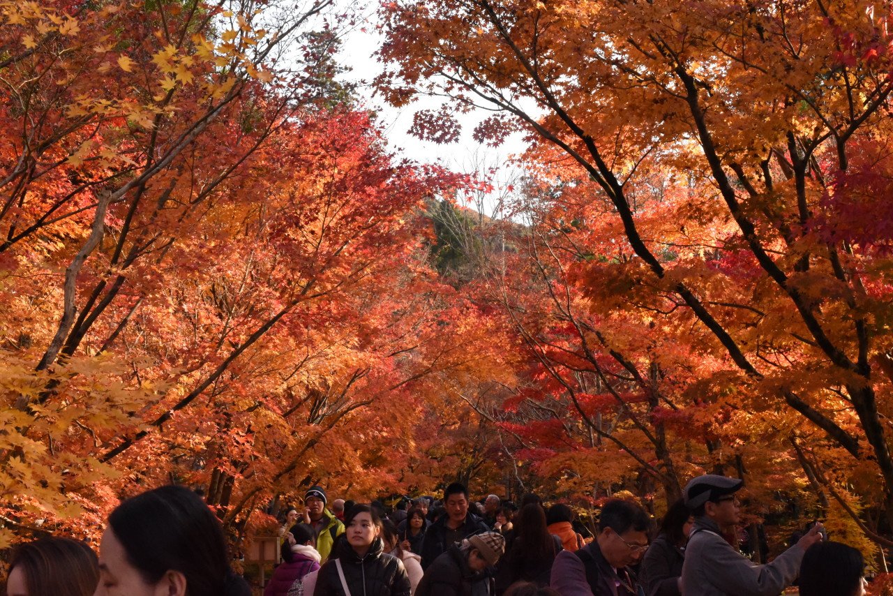 DSC_1666_view.JPG [여행기]갔다온지 한참된 교토 여행기4