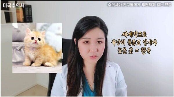 수의사.jpg 품종묘를 비난하는 수의사님이 키우는 고양이