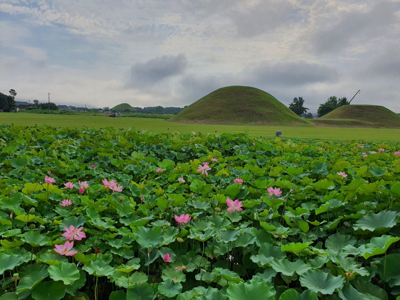 20210811_081946.jpg 경주 잘 놀다갑니다