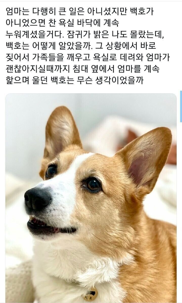 엄마의 목숨을 구한 갓시코기.jpg