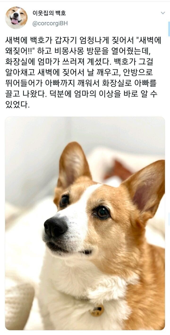 엄마의 목숨을 구한 갓시코기.jpg