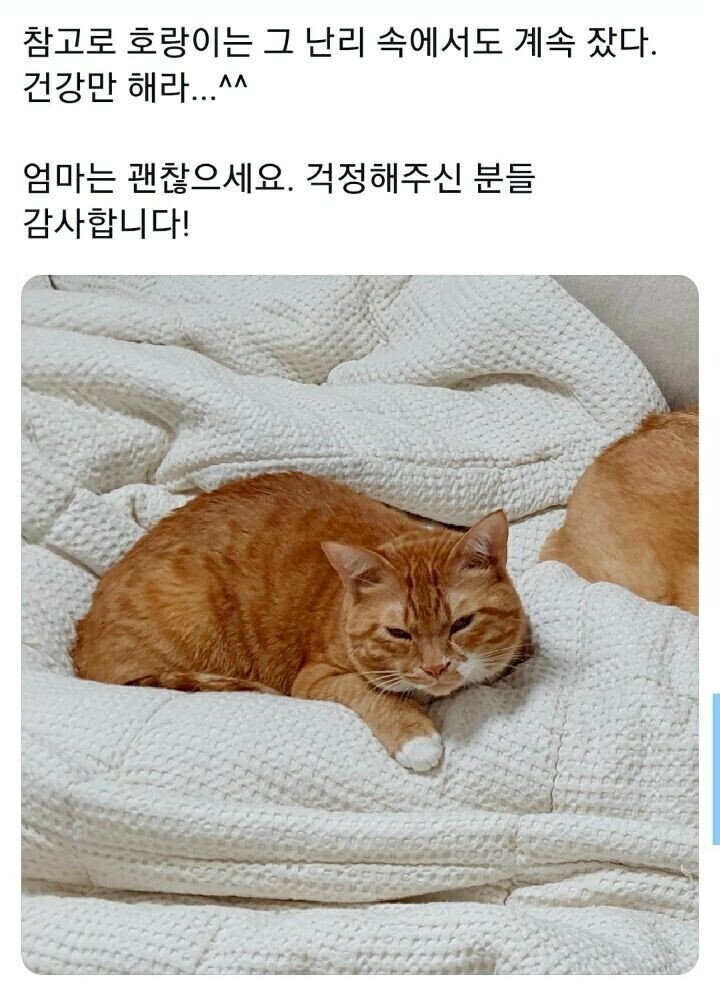 엄마의 목숨을 구한 갓시코기.jpg