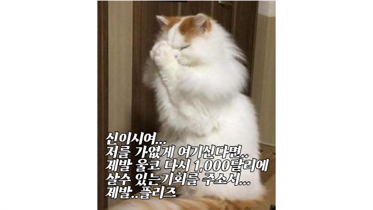 울프코인.png.jpg