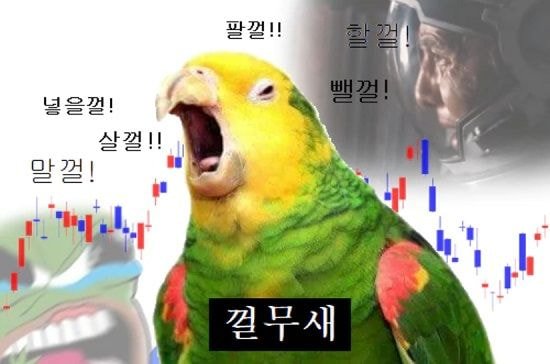 parrot.jpg