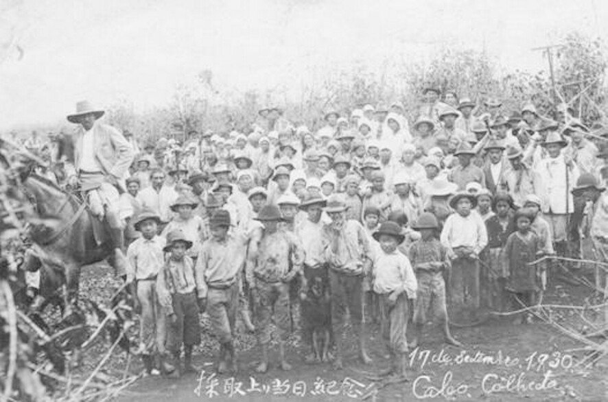 Japanese_Workers_in_Coffee_Gathering.jpg 왜 브라질에는 일본인이 많을까