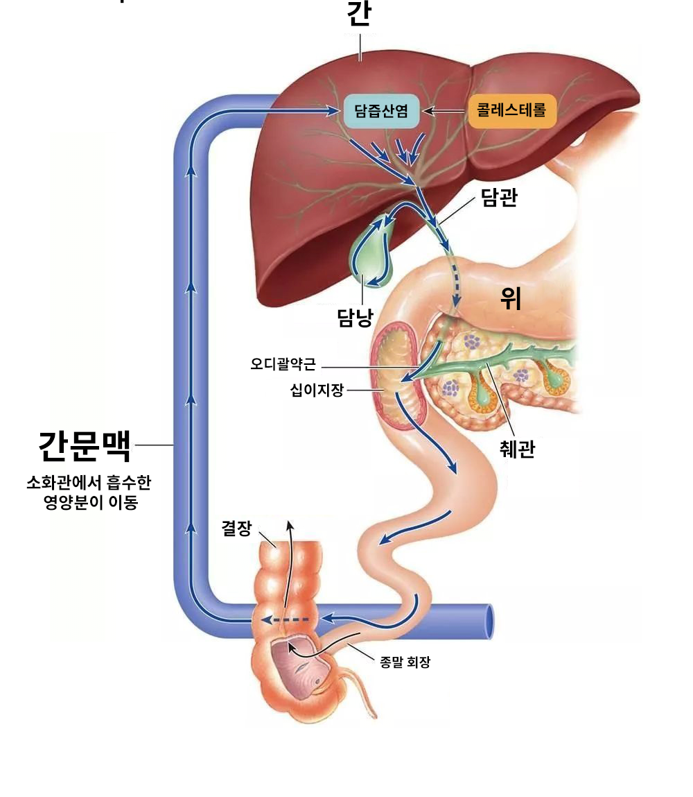 2.png 담배와 간의 상관관계