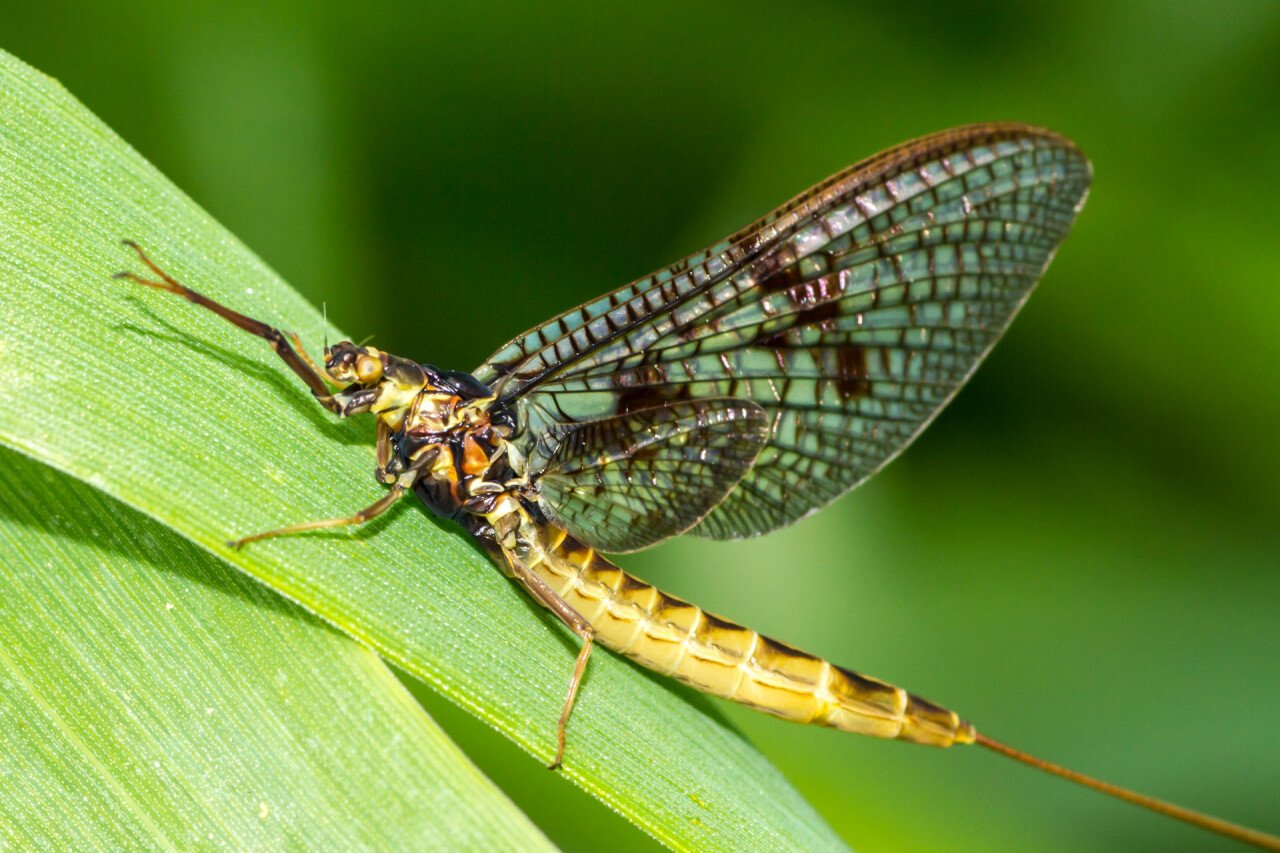 Yellow_mayfly_on_leaf.jpg 불로불사, 가장 오래 사는 동물은? (동물 수명 비교)