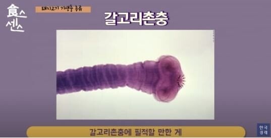 유충.JPG 돼지고기도 덜 익혀 먹어도 되는 이유를 알아보자