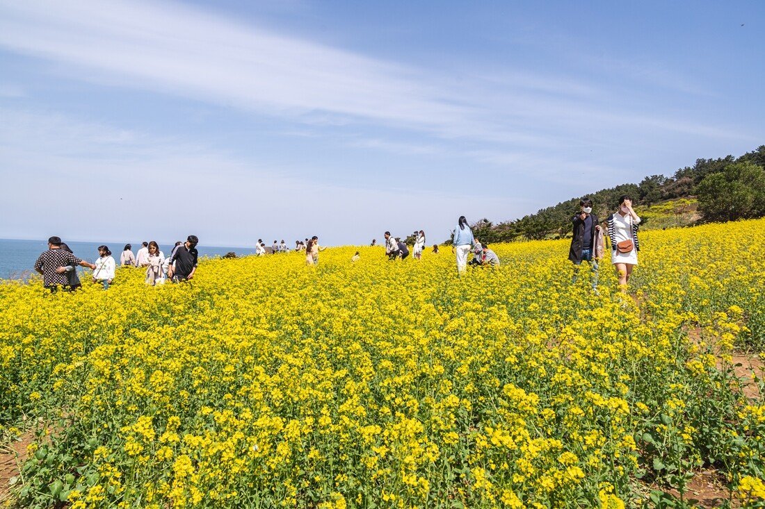 서우봉1.jpg 제주 함덕 서우봉 유채꽃밭