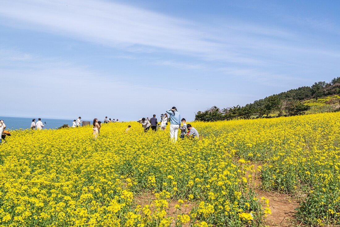 서우봉2.jpg 제주 함덕 서우봉 유채꽃밭