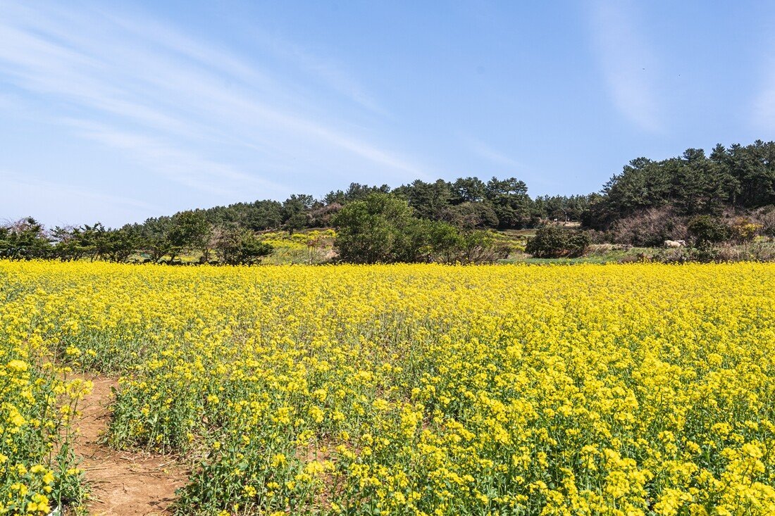 서우봉4.jpg 제주 함덕 서우봉 유채꽃밭