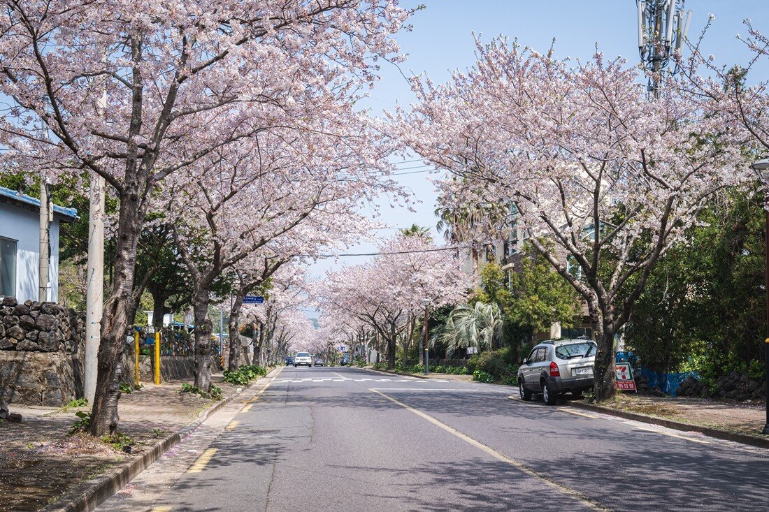 jeju 2021-7.jpg 2021년 찍었던 제주도 사진 쪼금~!