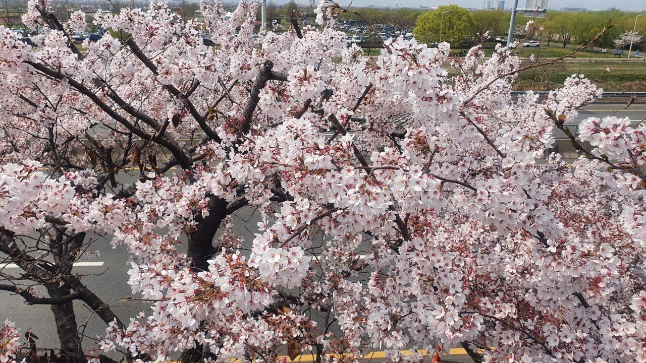 20220407_124249.jpg 부산 사상 벚꽃 보고 가세요