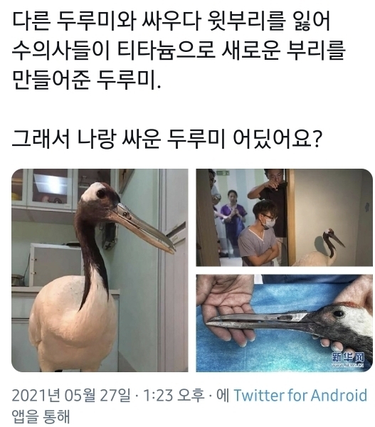 앞발을 잃은 닭에게 3D프린터로 의수를 만들어 줌8.jpeg