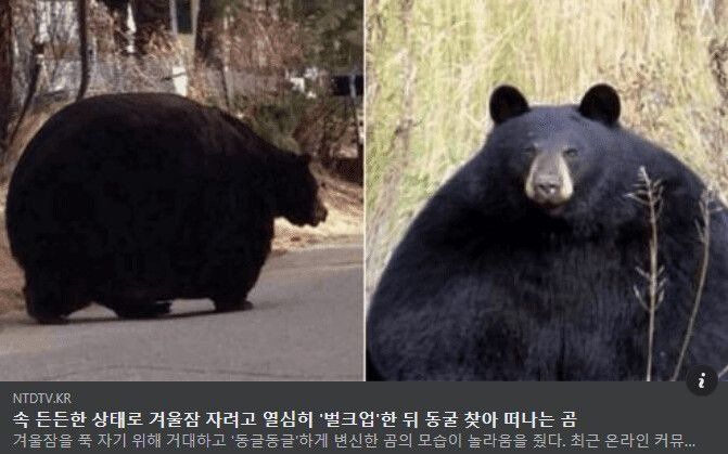 곰이 동면하기전의 모습.jpg