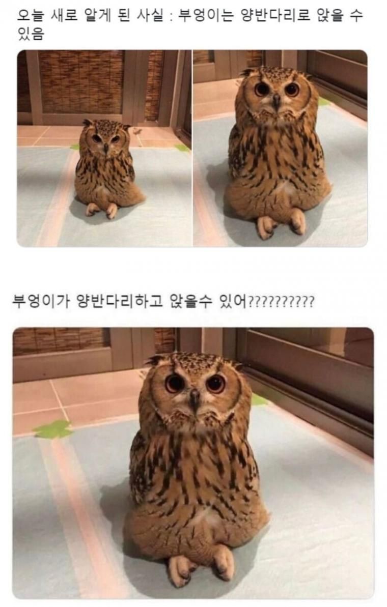 대다수가 모른다는 부엉이의 진실.jpeg