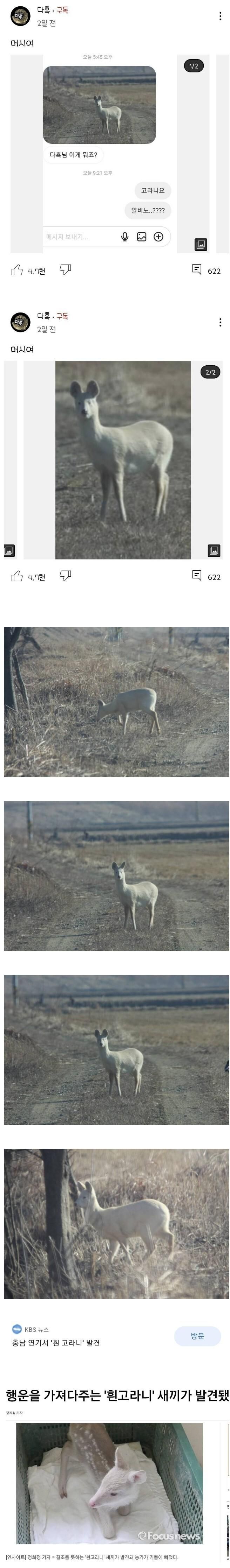 충청도에서 발견된 알비노 고라니.jpg