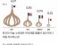 한국인 마늘 섭취량의 진실