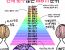 연애 횟수 많은 MBTI 순위