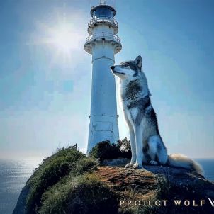 Project Wolf 고요한 항해의 울프