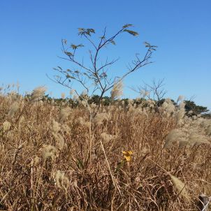 부산 승학산