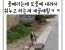 스케이트 보드 타는 dog